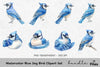 Blue Jay Bird Clipart Bundle