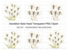Dandelion Seed Head Clipart Bundle
