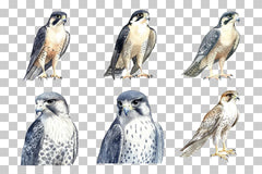 Peregrine Falcon Bird of Prey Clipart Bundle - CraftNest - Digital Crafting and Art