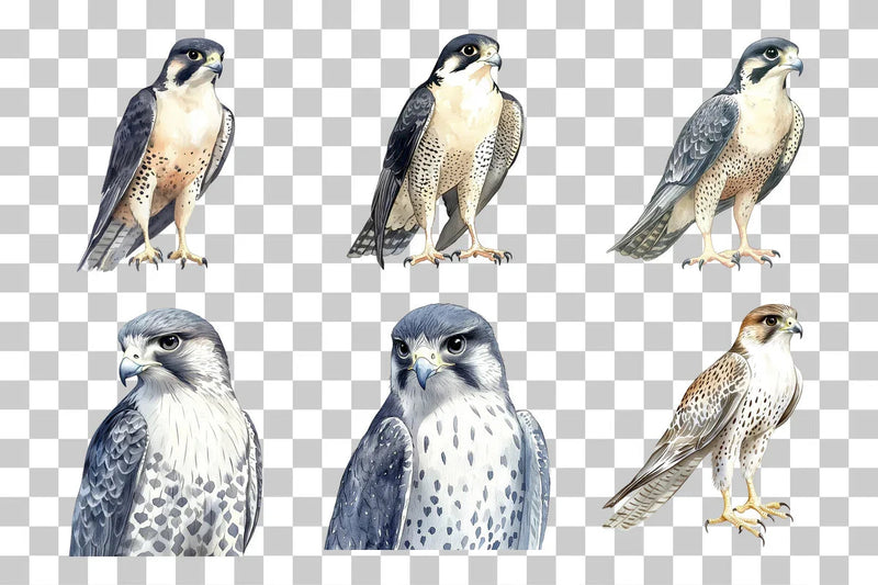 Peregrine Falcon Bird of Prey Clipart Bundle - CraftNest - Digital Crafting and Art