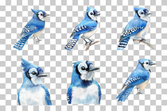 Blue Jay Woodland Bird Clipart Bundle - CraftNest - Digital Crafting and Art