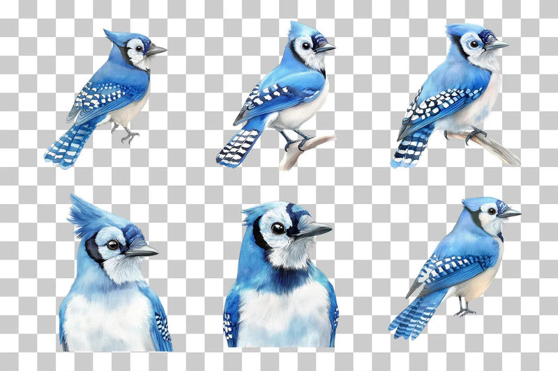 Blue Jay Woodland Bird Clipart Bundle - CraftNest - Digital Crafting and Art