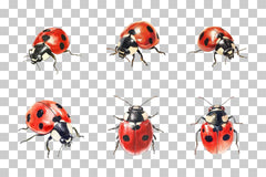 Ladybird Ladybug Clipart Bundle - CraftNest - Digital Crafting and Art