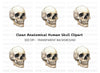 Side View Skull Clipart Bundle