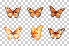 Monarch Butterfly Clipart Bundle - CraftNest - Digital Crafting and Art