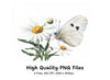 White Butterflies and Daisies Clipart Bundle