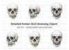 Skull Clipart Bundle