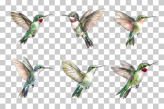 Hummingbird In Flight Clipart Bundle - CraftNest - Digital Crafting and Art