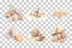 Coastal Seashells and Sand Dunes Clipart Bundle - CraftNest - Digital Crafting and Art