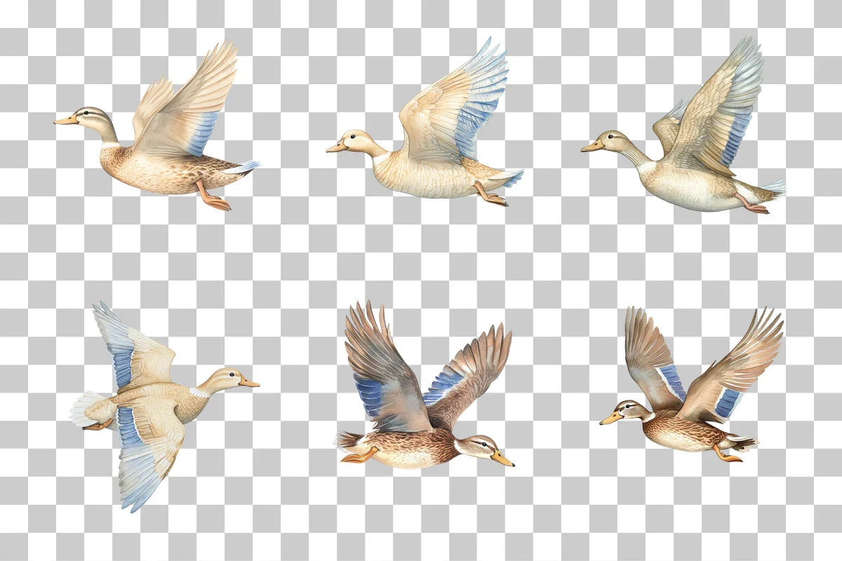 Flying Duck Wildlife Scene Clipart Bundle - CraftNest - Digital Crafting and Art