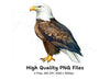 Realistic Bald Eagle Clipart Bundle