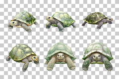 Tortoise Line Art Illustration Clipart Bundle - CraftNest - Digital Crafting and Art