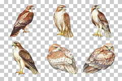 Hawk Bird of Prey Clipart Bundle - CraftNest - Digital Crafting and Art