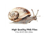 Realistic Snail Clipart Bundle