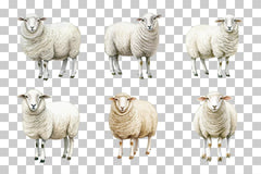 Cartoon Sheep Farm Animal Clipart Bundle - CraftNest - Digital Crafting and Art