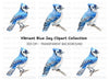 Realistic Blue Jay Perched Clipart Bundle