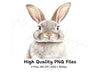 Realistic Grey Rabbit Head Clipart Bundle