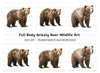 Realistic Grizzly Bear Clipart Bundle