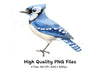 Cute Blue Jay Bird Clipart Bundle