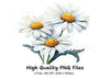 Daisy Flower Clipart Bundle