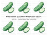 Fresh Cucumber Clipart Bundle