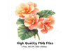 Elegant Peach Begonia Flower Clipart Bundle