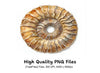 Ammonite Shell Clipart Bundle