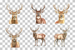 Woodland Deer Stag Clipart Bundle - CraftNest - Digital Crafting and Art