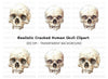 Detailed Skull Illustrations Clipart Bundle