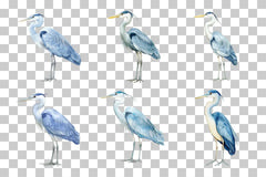 Blue Heron Bird Clipart Bundle - CraftNest - Digital Crafting and Art