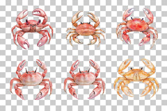 Nursery Cute Crab Clipart Bundle - CraftNest - Digital Crafting and Art
