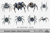 Realistic Spider Clipart Bundle