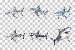 Shark Ocean Predator Clipart Bundle - CraftNest - Digital Crafting and Art