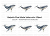 Majestic Whale Duo Clipart Bundle