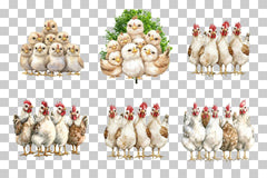 Funny Quirky Chicken Group Clipart Bundle - CraftNest - Digital Crafting and Art