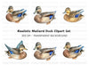 Mallard Duck Female Clipart Bundle