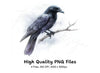 Black Crow Bird Clipart Bundle