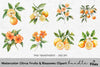 Citrus Fruits Blossoms Clipart Bundle