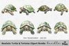 Realistic Turtle Tortoise Clipart Bundle