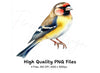 European Goldfinch Illustrations Clipart Bundle