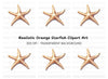 Brown Starfish Ocean Clipart Bundle