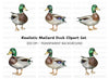 Mallard Duck Clipart Bundle