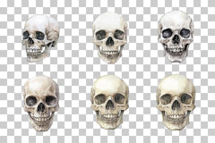 Gothic Skull Ink Illustration Clipart Bundle - CraftNest - Digital Crafting and Art
