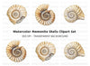 Ammonite Shells Clipart Bundle