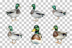 Mallard Duck Illustration Clipart Bundle - CraftNest - Digital Crafting and Art