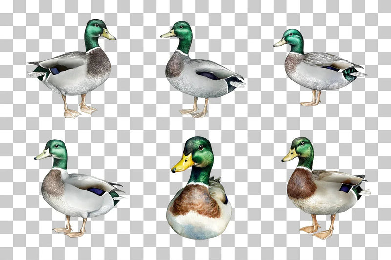Mallard Duck Illustration Clipart Bundle - CraftNest - Digital Crafting and Art