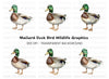 Mallard Duck Male Clipart Bundle