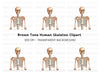 Human Skeleton Anatomy Clipart Bundle