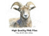 Bighorn Sheep Portrait Clipart Bundle