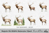 Majestic Elk Wildlife Clipart Bundle